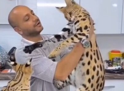 گربه ساوانا