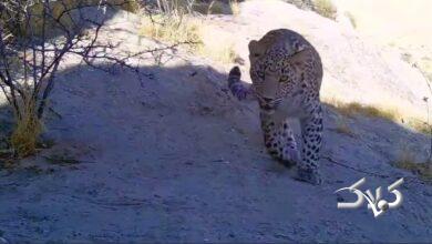 پلنگ ایرانی