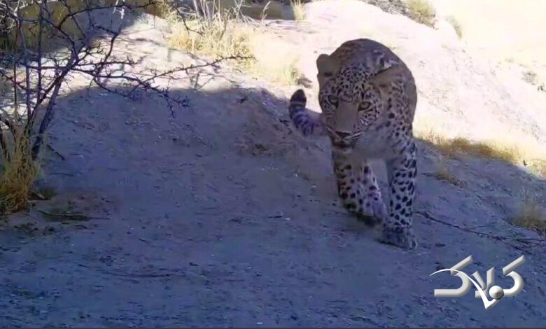 پلنگ ایرانی