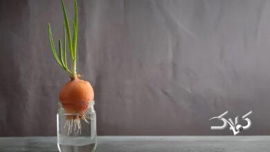 کاشت پیاز جوانه‌زده در آب