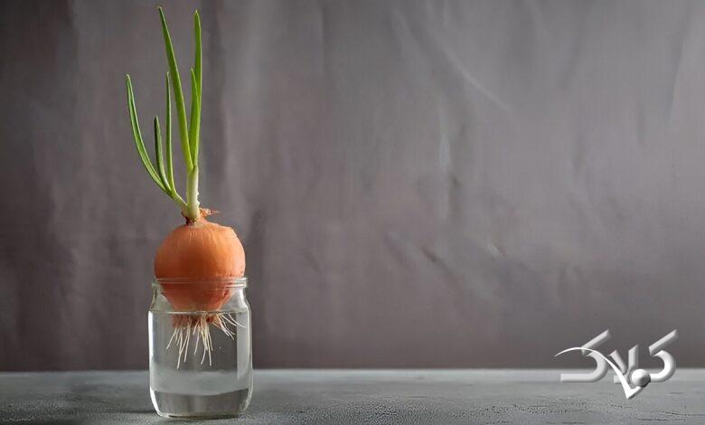 کاشت پیاز جوانه‌زده در آب