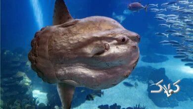 خورشیدماهی