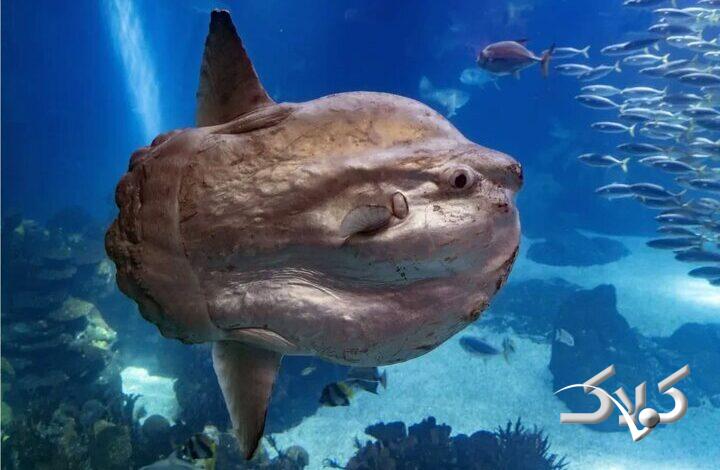 خورشیدماهی