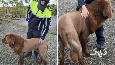 شباهت چهره سگ به شیر