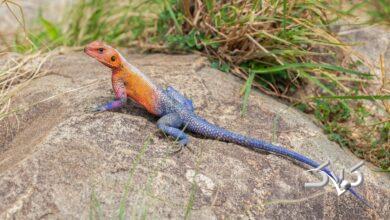 مارمولک مردعنکبوتی