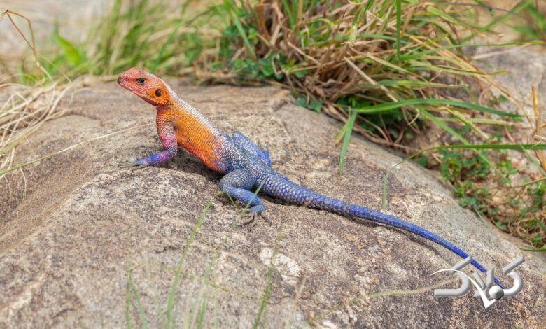 مارمولک مردعنکبوتی