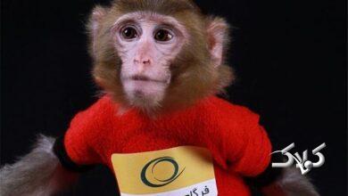 میمون فضانورد ایران کجاست؟