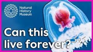 طبیعت موجوداتی که نمی‌میرند؛