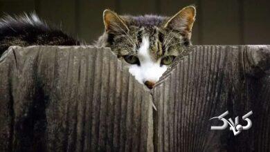 گربه - جاسوسی حیوانات - حیوانات جاسوس