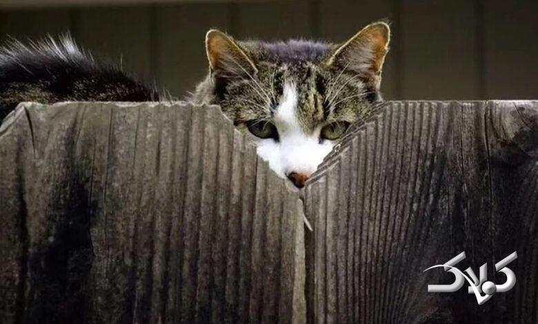 گربه - جاسوسی حیوانات - حیوانات جاسوس