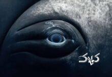 نمای نزدیک از چشم نهنگ؛ ترکیب زیبایی حیرت‌انگیز غول دریایی با پایان غم‌انگیز + تصاویر