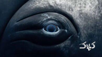 نمای نزدیک از چشم نهنگ؛ ترکیب زیبایی حیرتانگیز غول دریایی با پایان غمانگیز + تصاویر