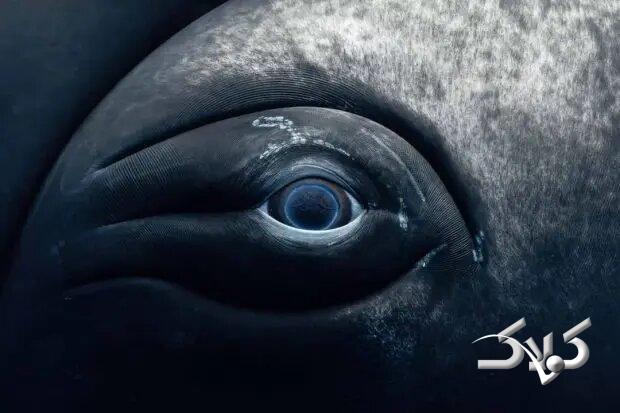 نمای نزدیک از چشم نهنگ؛ ترکیب زیبایی حیرت‌انگیز غول دریایی با پایان غم‌انگیز + تصاویر