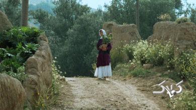 جشنواره فجر