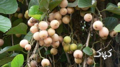 میوه سپستان