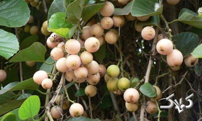 میوه سپستان