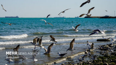 وضعیت جوی و دریایی استان بوشهر آرام است