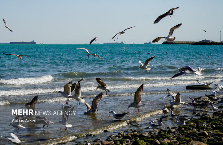 وضعیت جوی و دریایی استان بوشهر آرام است