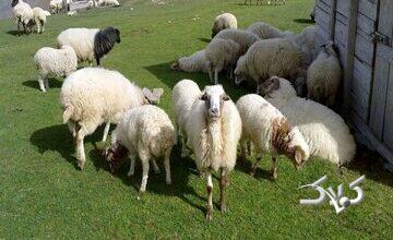 قیمت جدید دامزنده ۳ آذرماه ۱۴۰۴ اعلام شد/ گوساله باز هم گران شد + جدول