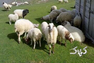 قیمت جدید دامزنده ۳ آذرماه ۱۴۰۴ اعلام شد/ گوساله باز هم گران شد + جدول