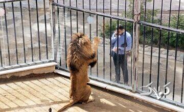 گزارش یک روزنامه؛ حیوانات پردیسان به باغ‌ وحش‌ها فروخته می‌شوند