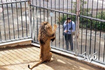 گزارش یک روزنامه؛ حیوانات پردیسان به باغ وحشها فروخته میشوند