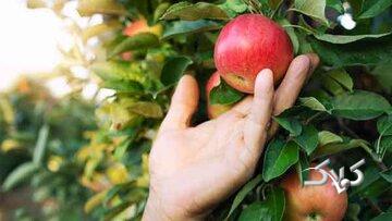 قصه حضرت آدم و میوه ممنوعه