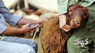 «تب برفکی» به انسان منتقل میشود؟