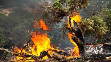 محمد درویش: بعد از ۱۰ روز تعلل ابزار اطفاء حریق آوردند/چوپان‌ها و گردشگران مقصران آتش‌سوزی‌ جنگل‌های الیت/ الان وقت درخواست کمک‌های بین‌المللی است