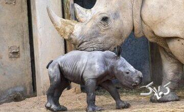 تولد بچه‌کرگدن سفید در یک باغ‌وحش/ عکس