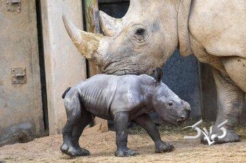 تولد بچه‌کرگدن سفید در یک باغ‌وحش/ عکس