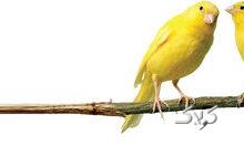 قیمت قناری بسته به رنگ و هیکل و صدای خوش تا یک‌میلیاردتومان هم می رسد/ در ایران چندقناری میلیاردی داریم؟