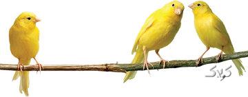 قیمت قناری بسته به رنگ و هیکل و صدای خوش تا یکمیلیاردتومان هم می رسد/ در ایران چندقناری میلیاردی داریم؟