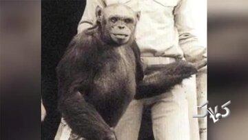 انسان-شامپانزهای که به دنیا آمد و کشته شد!