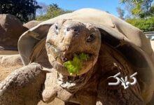 مرگ سالخورده‌ترین ساکن باغ وحش «سن‌دیگو»/ عکس