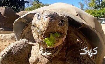 مرگ سالخورده‌ترین ساکن باغ وحش «سن‌دیگو»/ عکس