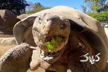 مرگ سالخوردهترین ساکن باغ وحش «سندیگو»/ عکس