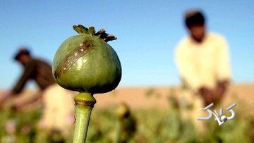 سقوط تولید افغانستان؛ زلزله‌ای در بازار منطقه‌ای تریاک/ هزینه واردات؛ ۸۰ همت برای تأمین نیاز سالانه