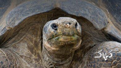 مادربزرگ گالاپاگوس باغ وحش سن دیگو