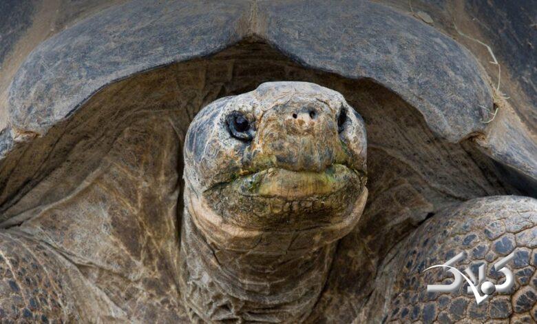 مادربزرگ گالاپاگوس باغ وحش سن دیگو