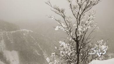 بارش برف / گیلان / زمستان / سرما