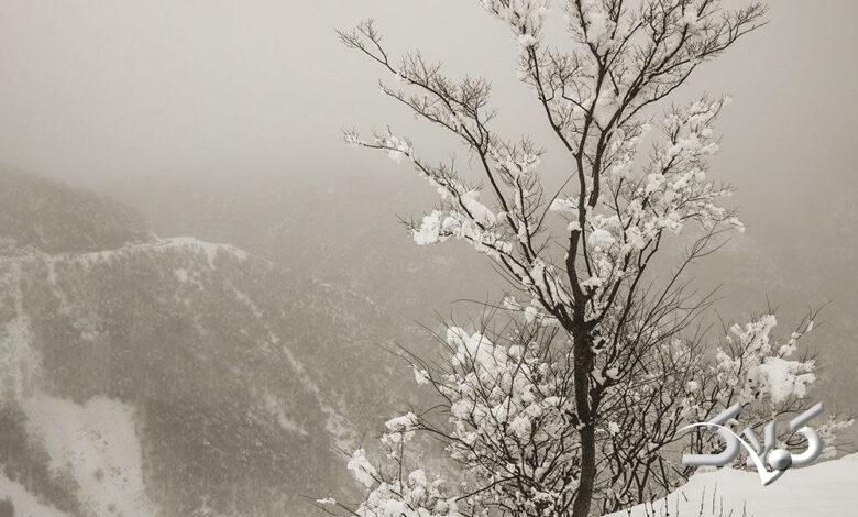 بارش برف / گیلان / زمستان / سرما