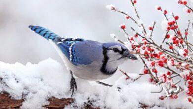 تهران در این روز بارانی و برفی میشود/ پایان پاییز خشک در ایران