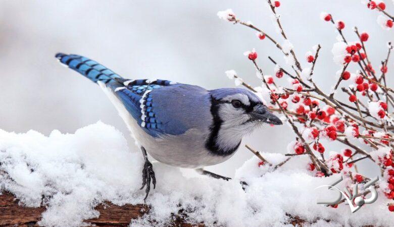 تهران در این روز بارانی و برفی می‌شود/ پایان پاییز خشک در ایران