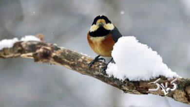 وضعیت هوای تهران تا پایان هفته؛ کاهش محسوس دما در راه است