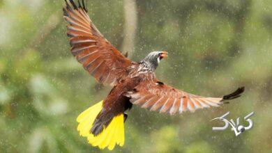 ۱۰ روز پر از برف و باران در پیش است/ از بارشهای گسترده پاییزی در کشور لذت ببرید+ نقشه