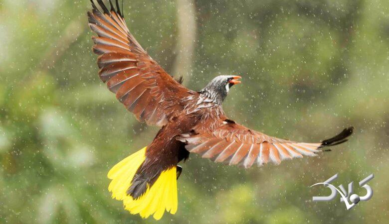 ۱۰ روز پر از برف و باران در پیش است/ از بارش‌های گسترده پاییزی در کشور لذت ببرید+ نقشه