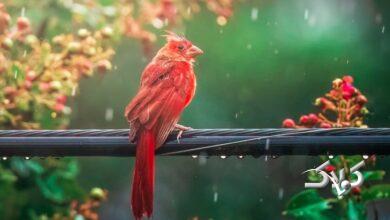 این مناطق منتظر بارندگی شدید باشند/ سامانه بارشی جدید در راه ایران
