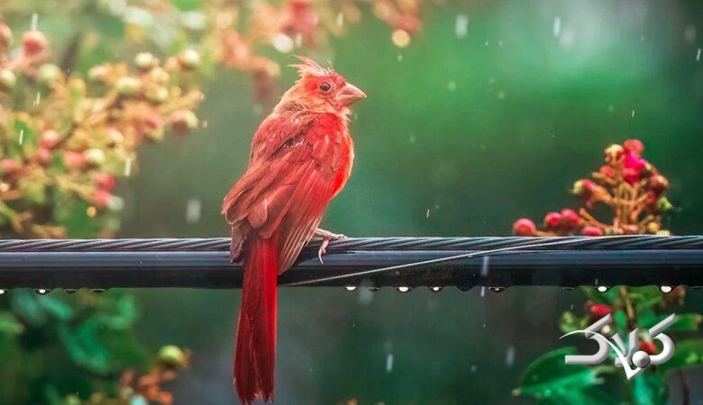 این مناطق منتظر بارندگی شدید باشند/ سامانه بارشی جدید در راه ایران