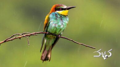 هجوم ابرهای بارشزا به ایران/ اعلام زمان دقیق آغاز بارشهای سنگین و فراوان در کشور